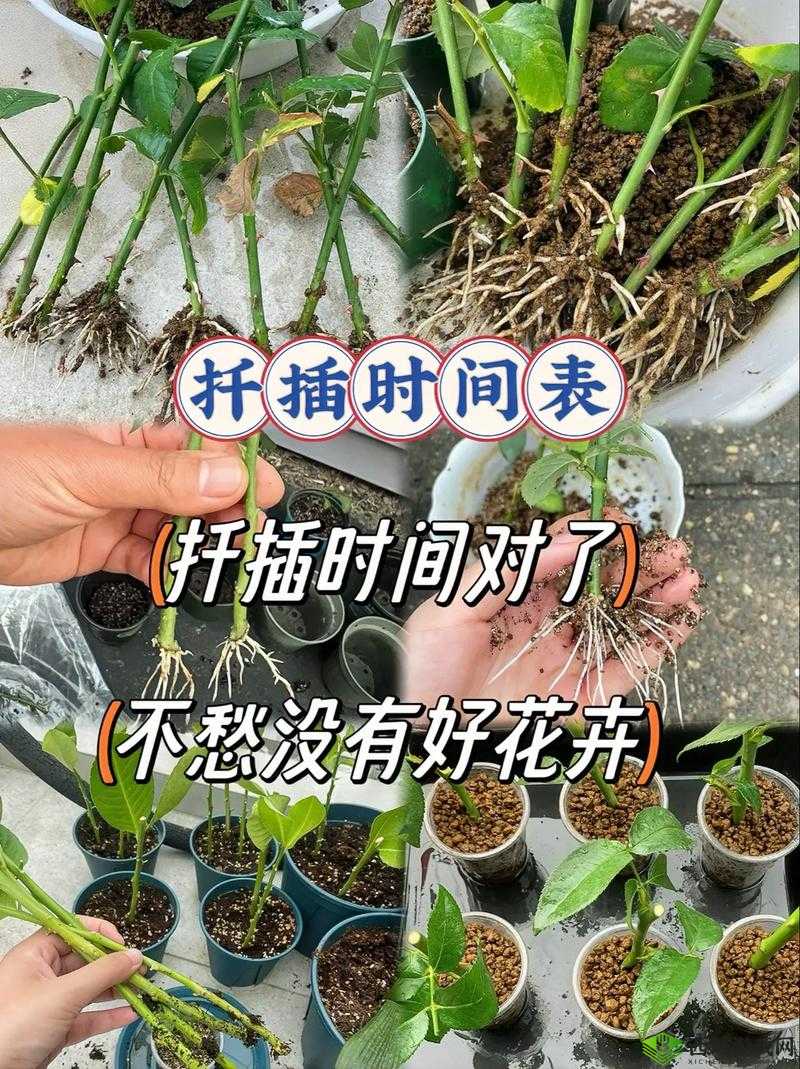 欧式 72 种扦插法的注意事项:要点全解析