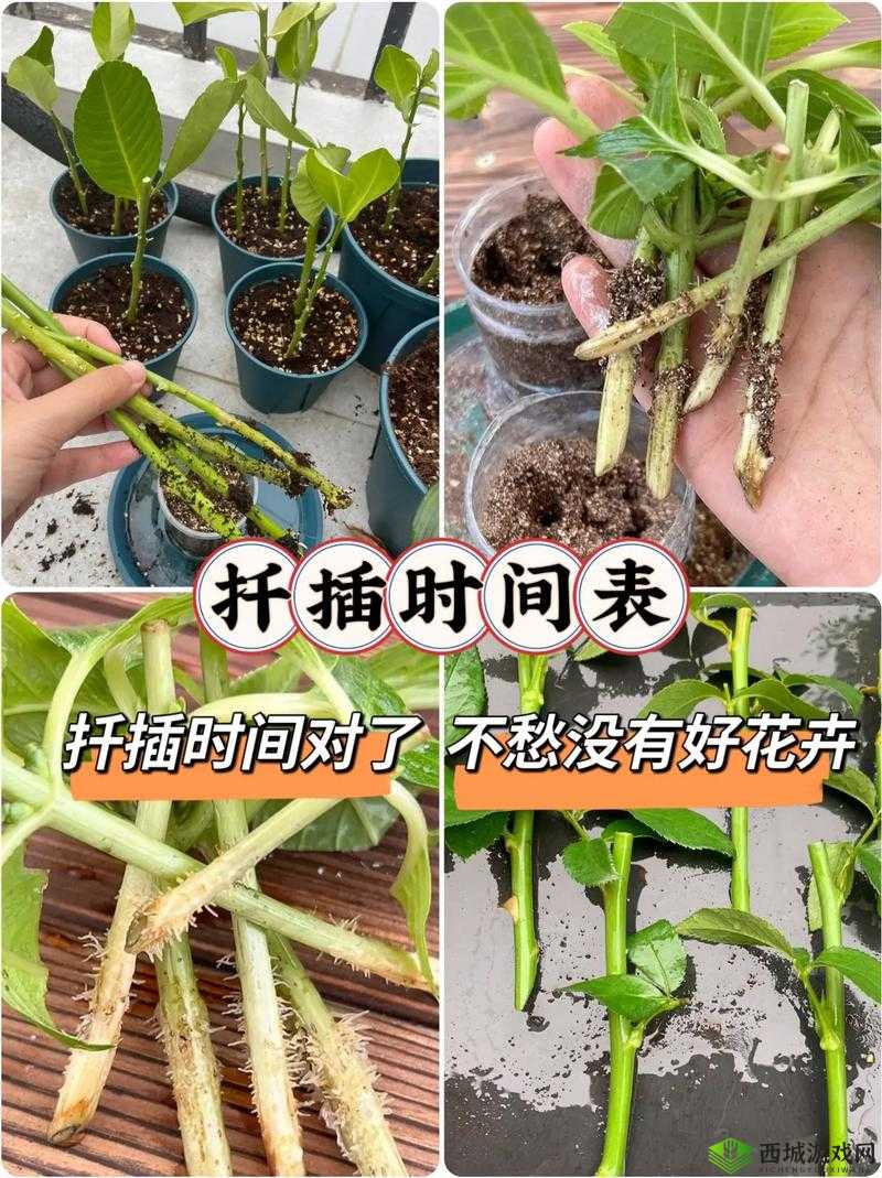 欧式 72 种扦插法的注意事项:土壤、季节、插穗选择、扦插深度、插后管理