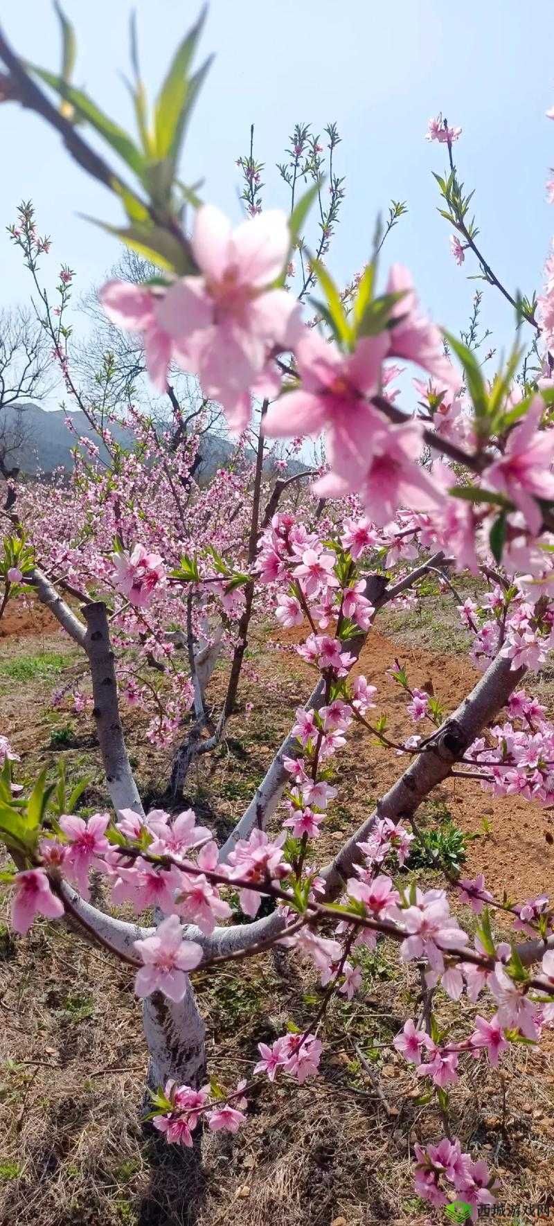 桃花欲放，春色可期：在希望的田野上