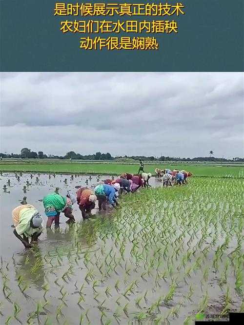 夫妻插秧 100 种方法图片大全:实用插秧技巧全展示